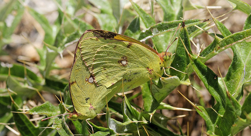 Madonie Regional Naturepark, Sicilien, Italien d. 2 juli 2015. Fotograf; Tom Nygaard Kristensen