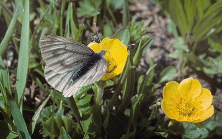 Mrk Bjergklsommerfugl, Pieris bryoniae hun. Grand Sct. Bernhard, Italien d. 27 juni 1996. Fotograf; Tom Nygard Kristensen