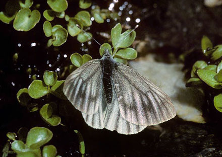 Mrk Bjergklsommerfugl, Pieris bryoniae hun. Grand Sct. Bernhard, Italien d. 27 juni 1996. Fotograf; Tom Nygard Kristensen