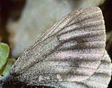 Mørk Bjergkålsommerfugl, Pieris bryoniae hun. Grand Sct. Bernhard, Italien d. 27 juni 1996. Fotograf; Tom Nygard Kristensen