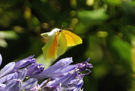 Madeira-Citronsommerfugl, Gonepteryx maderensis han. Encumedea, Madeira, 875 m. Portugal  d. 9 august 2015. Fotograf; Tom Nygaard Kristensen