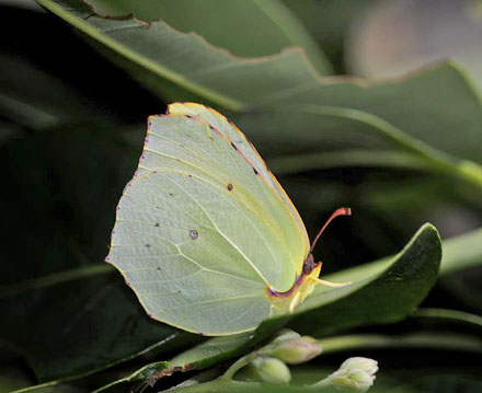 Madeira-Citronsommerfugl, Gonepteryx maderensis hun. Encumedea, Madeira, 875 m. Portugal d. 10 august 2015. Fotograf; Tom Nygaard Kristensen