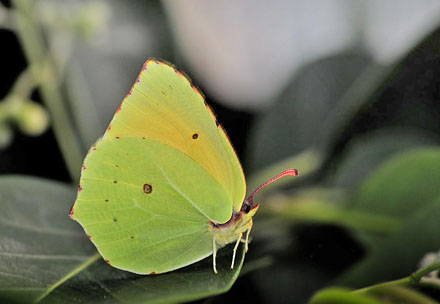 Madeira-Citronsommerfugl, Gonepteryx maderensis han. Encumedea, Madeira, 875 m. Portugal  d. 9 august 2015. Fotograf; Tom Nygaard Kristensen