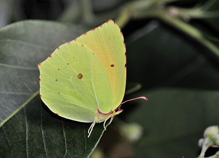 Madeira-Citronsommerfugl, Gonepteryx maderensis han. Encumedea, Madeira, 875 m. Portugal  d. 9 august 2015. Fotograf; Tom Nygaard Kristensen