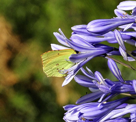Madeira-Citronsommerfugl, Gonepteryx maderensis han. Encumedea, Madeira, 875 m. Portugal d. 9 august 2015. Fotograf; Tom Nygaard Kristensen