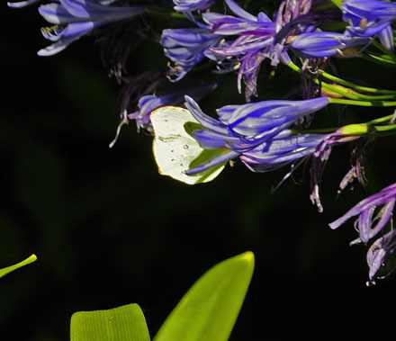 Madeira-Citronsommerfugl, Gonepteryx maderensis hun. Madeira, 875 m. Portugal d. 10 august 2015. Fotograf; Tom Nygaard Kristensen