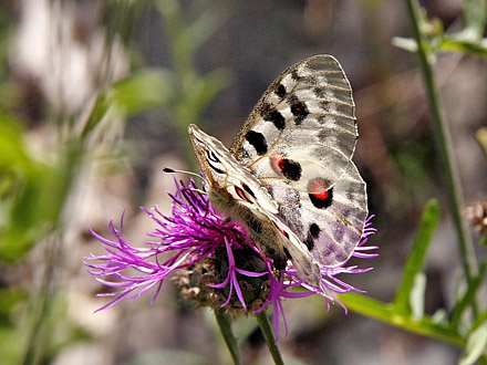 Apollo, Parnassius apollo. Dalen, Aust-Auger, Norge. 29  juni 2009. Fotograf: Tom N. Kristensen