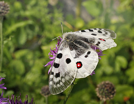 Apollo, Parnassius apollo. Dalen, Aust-Auger, Norge. 29  juni 2009. Fotograf: Tom N. Kristensen