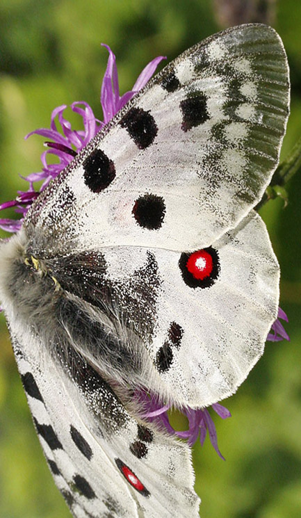 Apollo, Parnassius apollo. Dalen, Aust-Auger, Norge. 29  juni 2009. Fotograf: Tom N. Kristensen