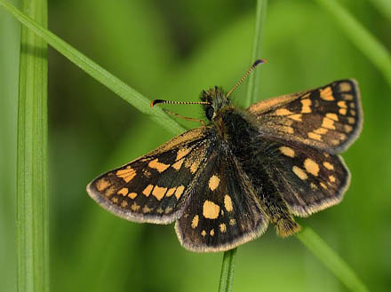 Gulplettet Bredpande, Carterocephalus palaemon. Rupea, Transsylvanien, Rumnien d. 28 april 2014. Fotograf; Tom Nygaard Kristensen