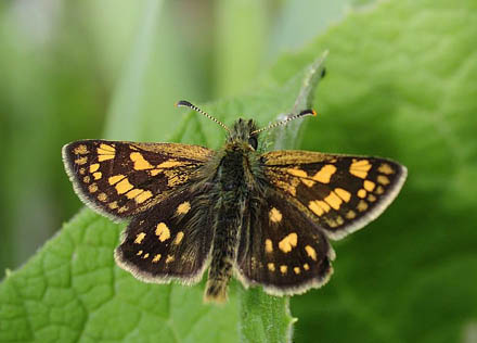 Gulplettet Bredpande, Carterocephalus palaemon. Rupea, Transsylvanien, Rumnien d. 30 april 2014. Fotograf; Tom Nygaard Kristensen