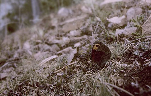 Spansk Bjergrandje, Erebia zapateri (Oberthr, 1875). Sierra de Valdemeca, 1250 m, prov. Cuenca d. 7 august 2002. 28 juli 2015. Fotograf; Tom Nygaard Kristensen