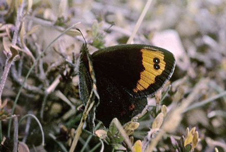 Spansk Bjergrandøje, Erebia zapateri (Oberthür, 1875). Sierra de Valdemeca, 1250 m, prov. Cuenca d. 7 august 2002. 28 juli 2015. Fotograf; Tom Nygaard Kristensen