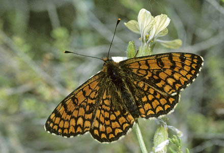 Solpletvinge, Melitaea deione (Geyer, 1832). Andalucien, Spanien maj 2006. Fotograf; Tom Nygard Kristensen