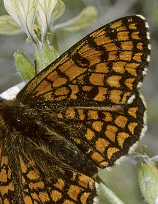 Solpletvinge, Melitaea deione (Geyer, 1832). Andalucien, Spanien maj 2006. Fotograf; Tom Nygard Kristensen