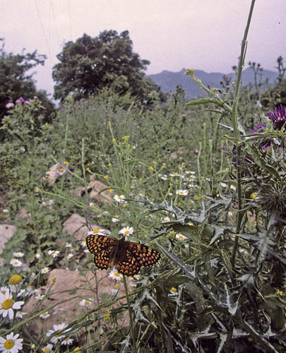 Solpletvinge, Melitaea deione (Geyer, 1832). Andalucien, Spanien maj 2006. Fotograf; Tom Nygard Kristensen