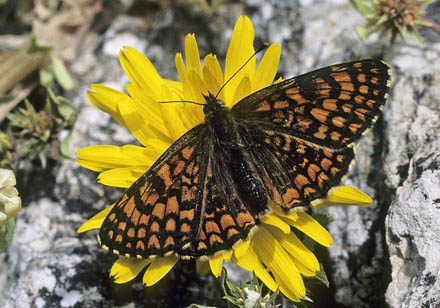 Solpletvinge, Melitaea deione (Geyer, 1832). Andalucien, Spanien maj 2006. Fotograf; Tom Nygard Kristensen