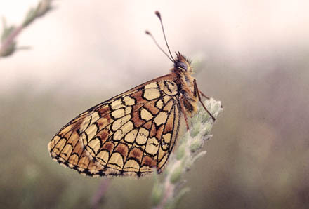 Solpletvinge, Melitaea deione (Geyer, 1832). Andalucien, Spanien maj 2006. Fotograf; Tom Nygard Kristensen