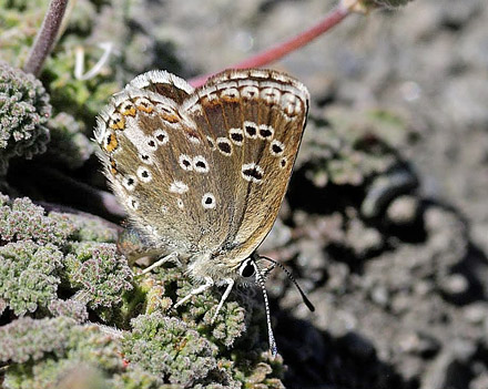 Spansk Brun Blfugl, Aricia morronensis ssp. ramburi (Verity, 1913). Observatorio, Sierra Nevada, elevation: 2750 m. Andalusia, Spain d. 11  juli 2014. Photographer; Tom N. Kristensen