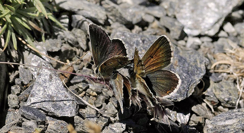 Spansk Brun Blfugl, Aricia morronensis ssp. ramburi (Verity, 1913). Observatorio, Sierra Nevada, elevation: 2750 m. Andalusia, Spain d. 11  juli 2014. Photographer; Tom N. Kristensen