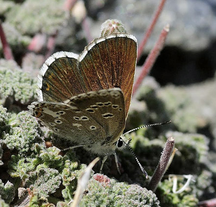 Spansk Brun Blfugl, Aricia morronensis ssp. ramburi (Verity, 1913). Observatorio, Sierra Nevada, elevation: 2750 m. Andalusia, Spain d. 11  juli 2014. Photographer; Tom N. Kristensen