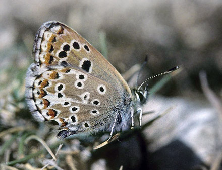 Spanish Argus, Aricia morronensis. Montes Universales, elevation: 1700 m. prov. Teruel, Spain d. 7 august 2002. Photographer; Tom Nygaard Kristensen