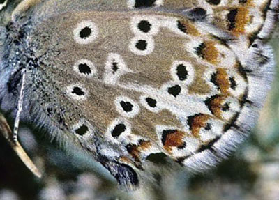 Spanish Argus, Aricia morronensis spp. morronensis. Montes Universales, elevation: 1700 m. prov. Teruel, Spain d. 7 august 2002. Photographer; Tom Nygaard Kristensen