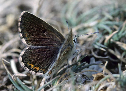 Spanish Argus, Aricia morronensis. Montes Universales, elevation: 1700 m. prov. Teruel, Spain d. 7 august 2002. Photographer; Tom Nygaard Kristensen