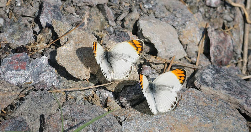 Desert Orange Tip, Colotis evagore ssp. nouna (Lucas, 1849). La Rbita, prov. Almeria, Spain July 14, 2014. Photographer; Tom Nygaard Kristensen 