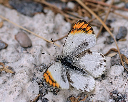 Desert Orange Tip, Colotis evagore ssp. nouna (Lucas, 1849). La Rbita, prov. Almeria, Spain July 14, 2014. Photographer; Tom Nygaard Kristensen 