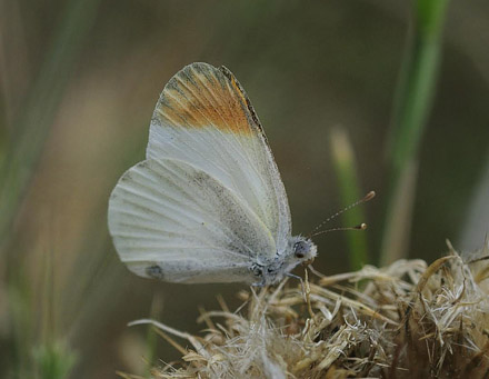 Desert Orange Tip, Colotis evagore ssp. nouna (Lucas, 1849). La Rbita, prov. Almeria, Spain July 14, 2014. Photographer; Tom Nygaard Kristensen 