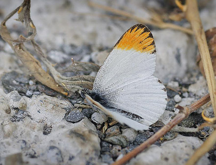 Desert Orange Tip, Colotis evagore ssp. nouna (Lucas, 1849). La Rbita, prov. Almeria, Spain July 14, 2014. Photographer; Tom Nygaard Kristensen 