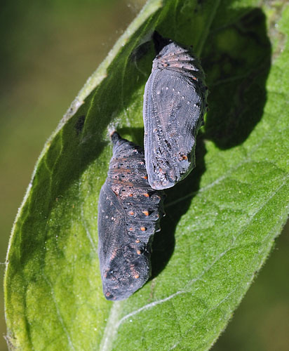 stlig Pletvinge, Melitaea arduinna. Stara Planina, Serbien d. 24 juni 2014. Fotograf; Tom Nygard Kristensen