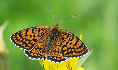 stlig Pletvinge, Melitaea arduinna. Stara Planina, Serbien d. 24 juni 2014. Fotograf; Tom Nygard Kristensen