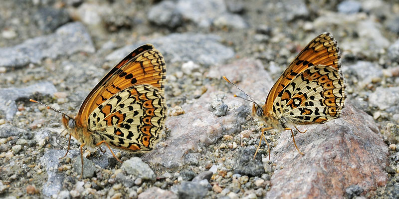 stlig Pletvinge, Melitaea arduinna. Stara Planina, Serbien d. 24 juni 2014. Fotograf; Tom Nygard Kristensen