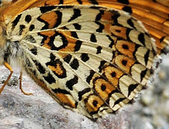 stlig Pletvinge, Melitaea arduinna. Stara Planina, Serbien d. 24 juni 2014. Fotograf; Tom Nygard Kristensen