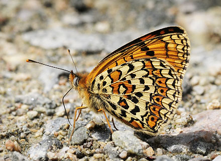 stlig Pletvinge, Melitaea arduinna. Stara Planina, Serbien d. 24 juni 2014. Fotograf; Tom Nygard Kristensen