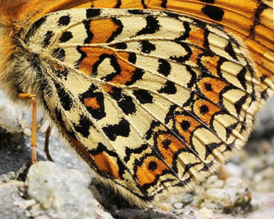 Østlig Pletvinge, Melitaea arduinna. Stara Planina, Serbien d. 24 juni 2014. Fotograf; Tom Nygard Kristensen