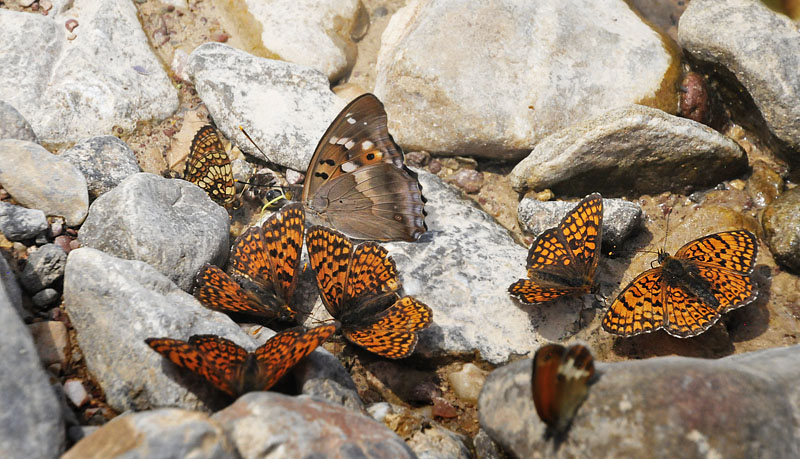 stlig Pletvinge, Melitaea arduinna. Stara Planina, Serbien d. 24 juni 2014. Fotograf; Tom Nygard Kristensen