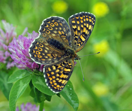 stlig Pletvinge, Melitaea arduinna. Stara Planina, Serbien d. 24 juni 2014. Fotograf; Tom Nygard Kristensen