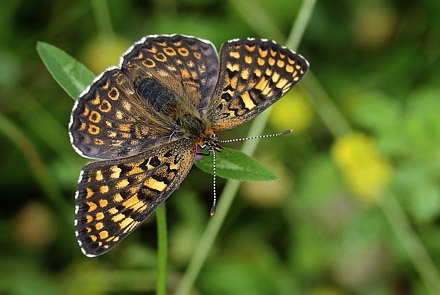 stlig Pletvinge, Melitaea arduinna. Stara Planina, Serbien d. 24 juni 2014. Fotograf; Tom Nygard Kristensen