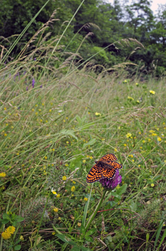 stlig Pletvinge, Melitaea arduinna. Stara Planina, Serbien d. 24 juni 2014. Fotograf; Tom Nygard Kristensen