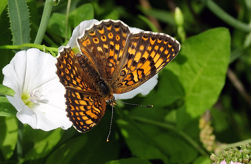 stlig Pletvinge, Melitaea arduinna. Stara Planina, Serbien d. 24 juni 2014. Fotograf; Tom Nygard Kristensen