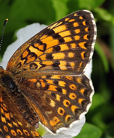 Østlig Pletvinge, Melitaea arduinna. Stara Planina, Serbien d. 24 juni 2014. Fotograf; Tom Nygard Kristensen