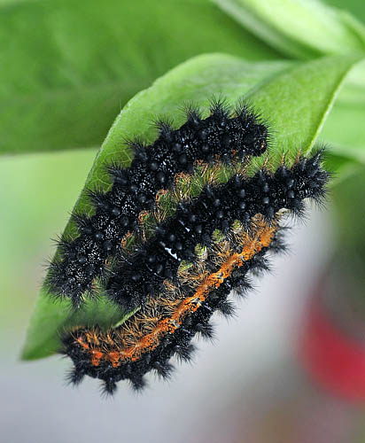 stlig Pletvinge, Melitaea arduinna. Stara Planina, Serbien d. 24 juni 2014. Fotograf; Tom Nygard Kristensen