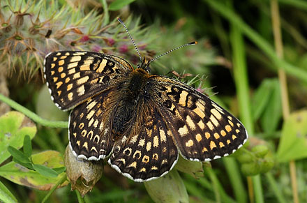 stlig Pletvinge, Melitaea arduinna. Stara Planina, Serbien d. 24 juni 2014. Fotograf; Tom Nygard Kristensen