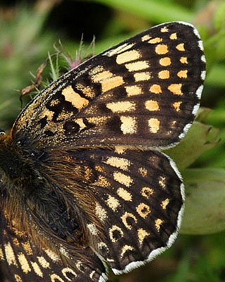 stlig Pletvinge, Melitaea arduinna. Stara Planina, Serbien d. 24 juni 2014. Fotograf; Tom Nygard Kristensen