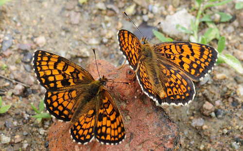 stlig Pletvinge, Melitaea arduinna. Stara Planina, Serbien d. 24 juni 2014. Fotograf; Tom Nygard Kristensen