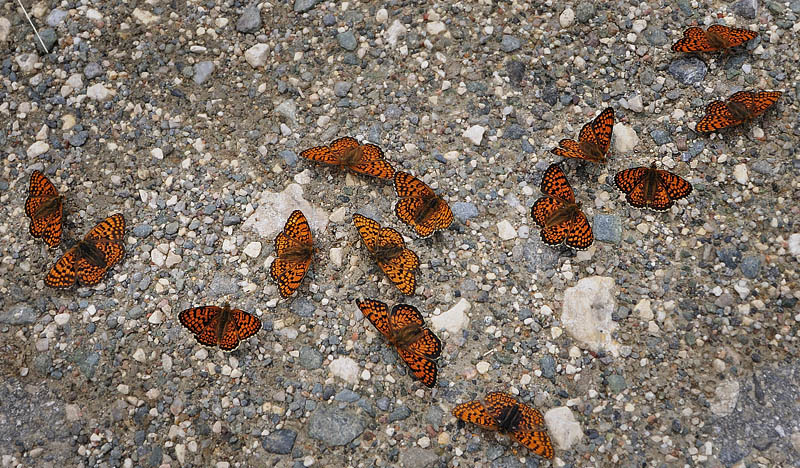 stlig Pletvinge, Melitaea arduinna. Stara Planina, Serbien d. 24 juni 2014. Fotograf; Tom Nygard Kristensen