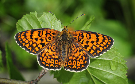 stlig Pletvinge, Melitaea arduinna. Stara Planina, Serbien d. 24 juni 2014. Fotograf; Tom Nygard Kristensen